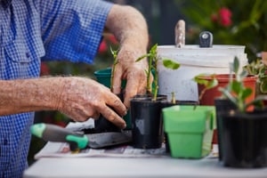 Man gardening at Renaissance