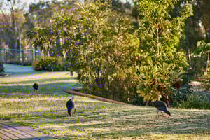 Birds and trees at Renaissance