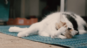 videoframe_Sparkles